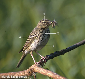 Pipit des arbres (Anthus trivialis) Pipit des arbres (Anthus trivialis)