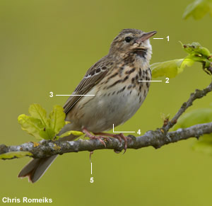 Pipit des arbres (Anthus trivialis) Pipit des arbres (Anthus trivialis)