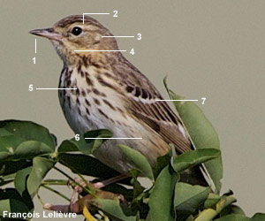 Pipit des arbres (Anthus trivialis) Pipit des arbres (Anthus trivialis)