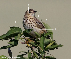 Pipit des arbres (Anthus trivialis) Pipit des arbres (Anthus trivialis)