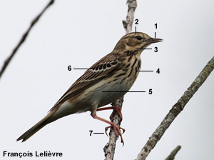 Pipit des arbres (Anthus trivialis) Pipit des arbres (Anthus trivialis)