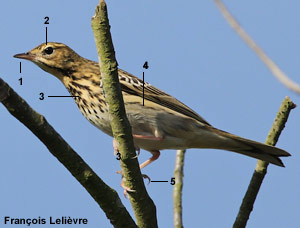 Pipit des arbres (Anthus trivialis) Pipit des arbres (Anthus trivialis)