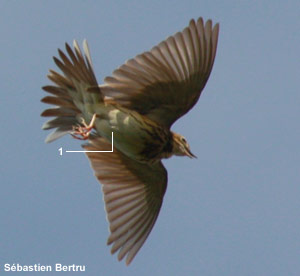Pipit des arbres (Anthus trivialis) Pipit des arbres (Anthus trivialis)