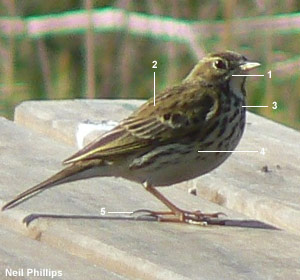 Pipit farlouse (Anthus pratensis) Pipit farlouse (Anthus pratensis)