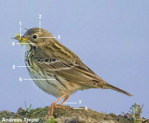 Pipit farlouse (Anthus pratensis) Pipit farlouse (Anthus pratensis)