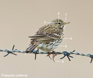 Pipit farlouse (Anthus pratensis) Pipit farlouse (Anthus pratensis)