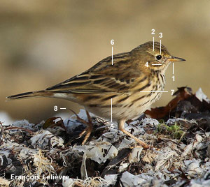 Pipit farlouse (Anthus pratensis) Pipit farlouse (Anthus pratensis)