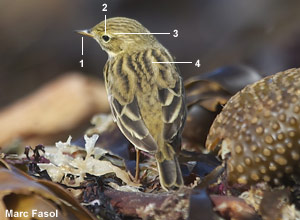 Pipit farlouse (Anthus pratensis) Pipit farlouse (Anthus pratensis)