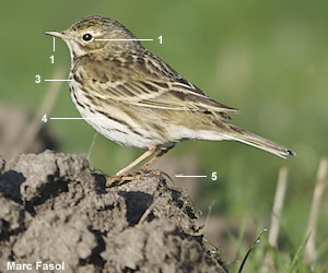 Pipit farlouse (Anthus pratensis) Pipit farlouse (Anthus pratensis)